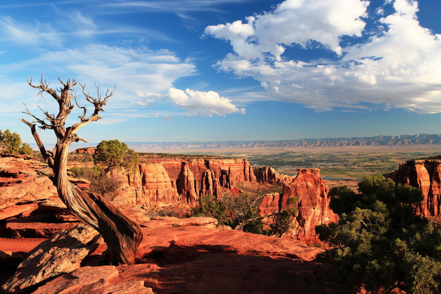 Colorado National Monument Juniper Tree