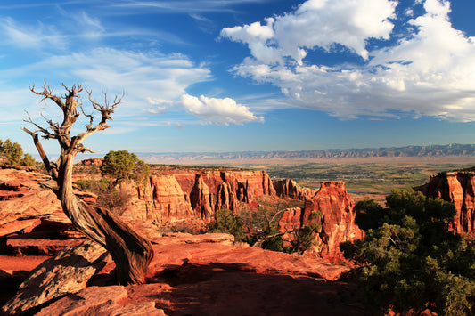 Colorado National Monument Juniper Tree