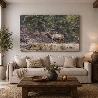 Majestic Bull Elk in the Rocky Mountains