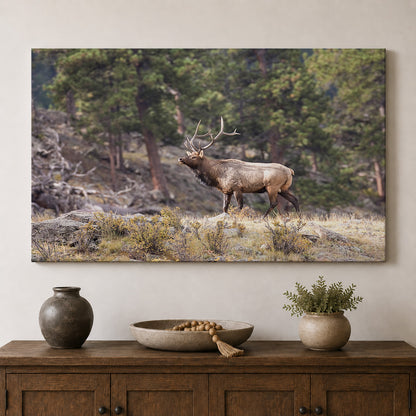 Majestic Bull Elk in the Rocky Mountains