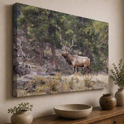 Majestic Bull Elk in the Rocky Mountains