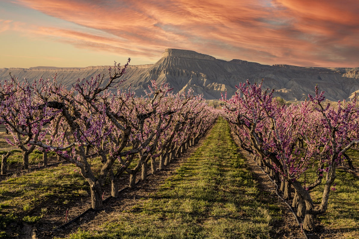Palisade in Bloom — Mount Garfield & Peach Orchards