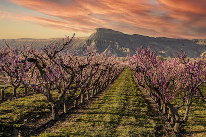Palisade in Bloom — Mount Garfield & Peach Orchards