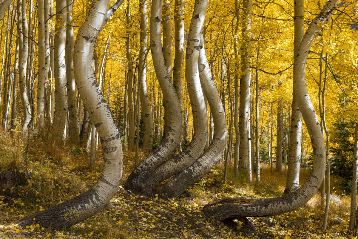 Dancing Aspens — Golden Autumn in Colorado