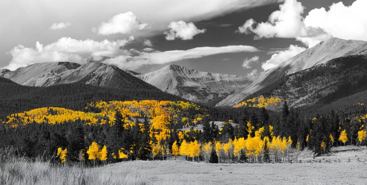 Autumn in Gold — Black & White Colorado Aspens