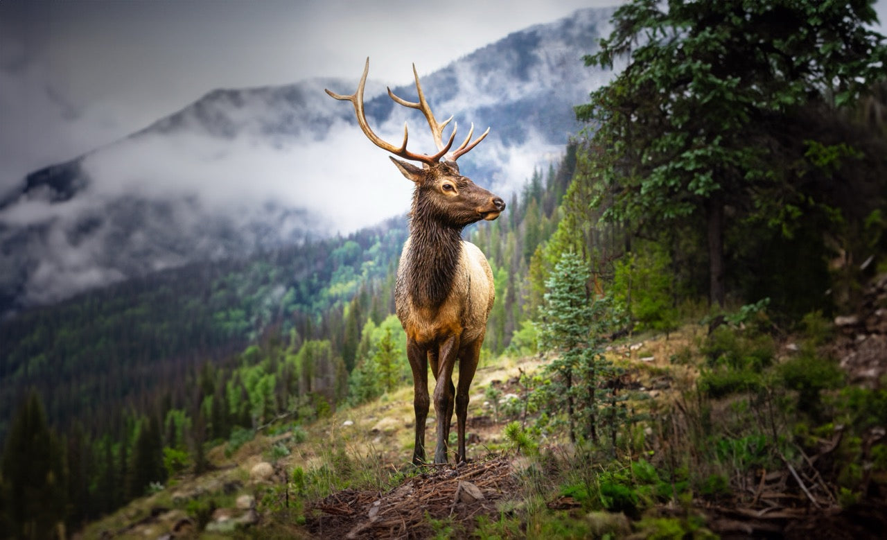 Majestic Mountain Elk