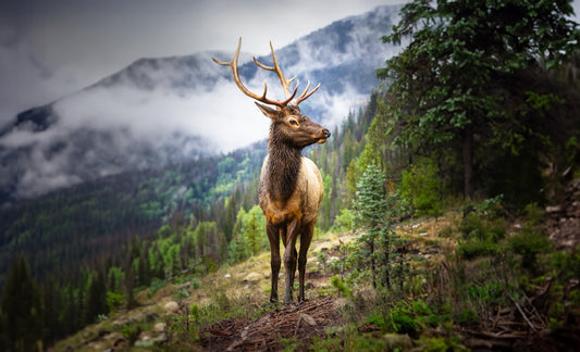 Majestic Mountain Elk